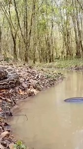 2M views · 11K reactions | Python vs Electric Eel  #animals #wildlife | Kapil Gaming | Facebook
