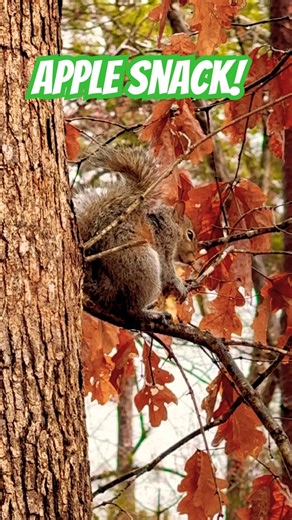 Just A Squirrel Enjoying an Apple! # #wildlife #fun #nature