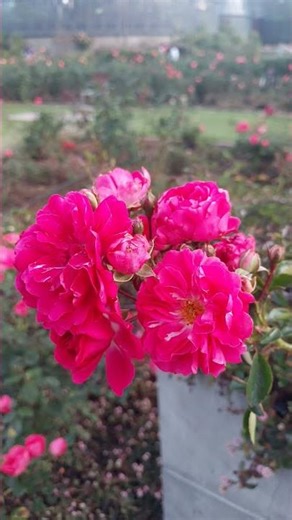 GLORIA in EXCELSIS Antonio Vivaldi.❤️🪷⚘️🌹🌹🌺☀️🌟🌸.Gloria a Dios en las alturas.