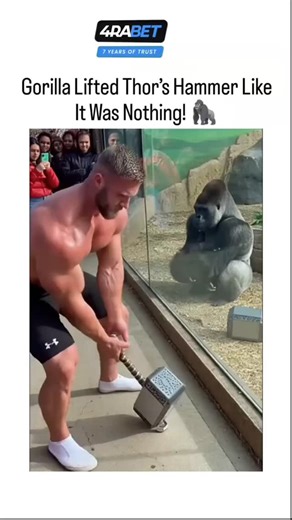 sp4dyy ❄️ on Instagram: "This instagram reel shares a 15-second Al-generated video showing a bodybuilder straining to lift a Thor's hammer replica outside a gorilla enclosure, only for the gorilla to grab and wield it effortlessly through a gap, amassing 2.7 million views since its January 7, 2026 upload. Viral since late December 2025 across platforms like Tik Tok and YouTube, the clip uses fabricated footage to blend Marvel mythology with primate strength myths, but reveals telltale Al artifac