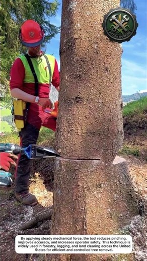Safe Tree Felling Using a Chainsaw Felling Jack Tool