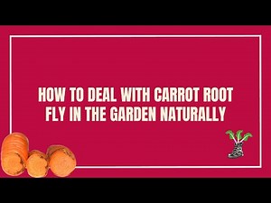 How To Deal With Carrot Root Fly In The Garden Naturally