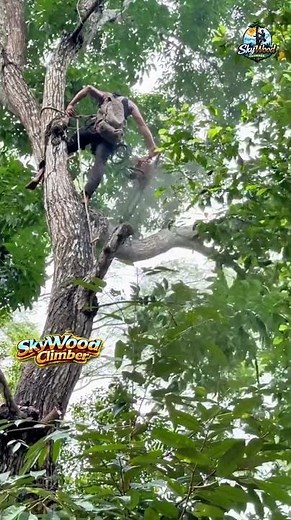 Insane Tree Cutting Skills 🌲 | Pro Chainsaw Operator