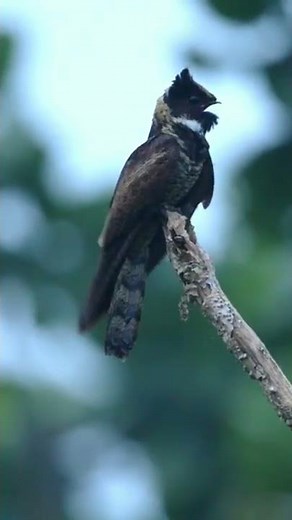 great eared nightjar call
