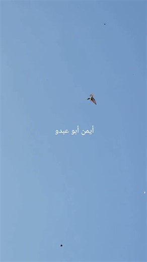 صيد الورور على صوت فعال جدا