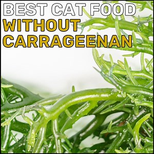 Best Cat Foods Without Carrageenan in 2026