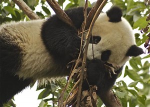 How to Save the Giant Pandas