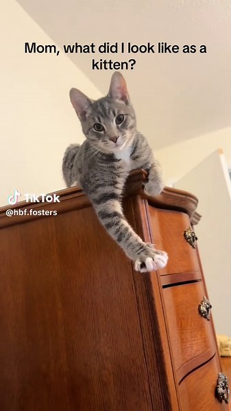 hbf.fosters on TikTok