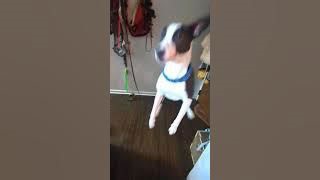 Dog Jumping For Joy Gets Serious Air