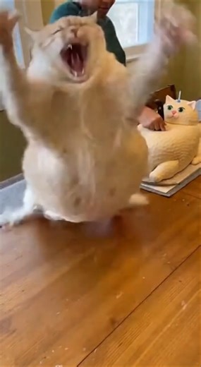 Fat Cat Reacts to Cake Cutting 😹 #cat #funnycat #funny #catcake #catvideos