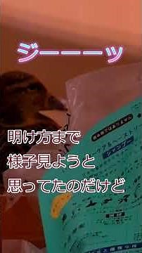 ネギ買って帰宅したら、家で鴨が待ってました＃保護＃鳥＃鴨＃カモ