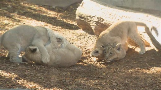 WATCH LIVE: Denver Zoo lion cubs make their public debut