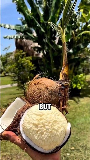 How did the coconuts grow?