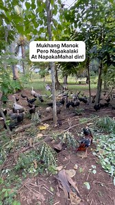Mahal din ang Ganitong Klaseng Alaga dahil Mukhang Manok pero Malalaki #turkey #farming #freerange #buhayprobinsya #bukidlife | Farming Business Atbp