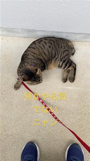 何かやる気出ないニャン😹 キジトラ猫 #cat #猫のいる暮らし #キジトラ猫 #猫のいる生活 #お散歩