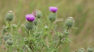 Thistle, Thorn, Meadow. Free Stock Video