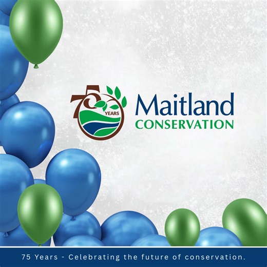2026 marks 75 years of conservation work in the Maitland watershed and we’re excited to unveil our special 75th anniversary logo. Throughout the year, join us for: ✨ Hands-on activities and family-friendly events that help connect you with your watershed. 📸 #mvcathrowbackthursday stories celebrating 75 years of milestones, memories and achievements. 💧 Spotlights on current programs and services that help protect and enhance our environment. Stay tuned as we honor our history, share unforgettab