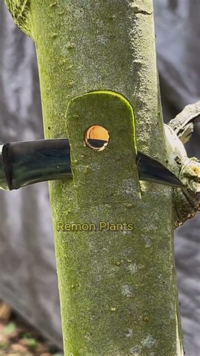 Learning a very simple grafting🌲 #grafting #plants