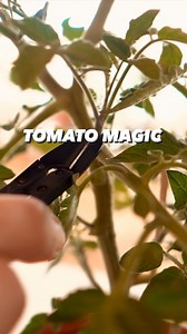 126K views · 3.8K reactions | Tomato Magic!  it’s so easy to clone! 朗 . . . #tomato #lifehack #plants #gardening #lifehacks #diy #howto #kitchenhacks #recycle #upcycle #hacks #creativeexplained #plantbased #vegan #instadaily | creative explained | Facebook