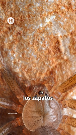 ▶ ¿Dónde se esconde la araña violinista? Los lugares de tu hogar en los que podría estar. ¡Hasta en los zapatos!, estos son los lugares más frecuentes en donde se esconden y más actividad tienen las arañas violinistas. | El Heraldo de México