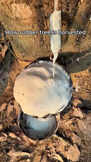 how rubber tree is harvested #rubbertree #satisfyingvideos #satisfyingclips #rubbertreeplant #asmr