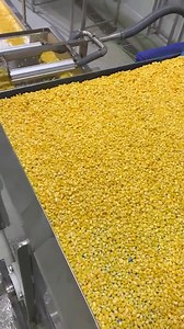 How to Export Yellow Corn Products from India, Profitable Product for Export. Hello Friends, to export yellow corn from India, you’ll need to ensure compliance with key regulations, including obtaining necessary export documentation such as the commercial invoice, packing list, bill of lading, phytosanitary certificate, and fumigation certificate. It’s essential to classify the product under the correct HS code (1005.90.90 or 1005.90.11) and ship through major export ports like Nhava Sheva, Mund