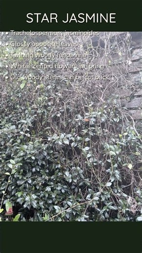 Plant series part 8