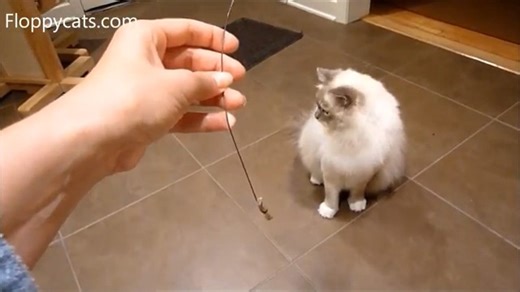 Watch Cat Dancer Interactive Toy on Amazon Live