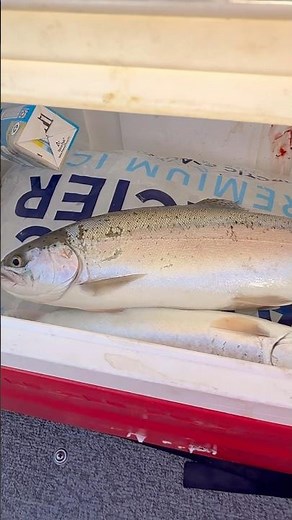STEELHEAD TROUT FISHING WITH PLUGS 11/21/2025