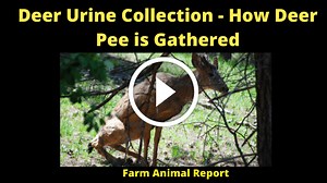 Deer Urine Collection (2024) - How Deer Pee Is Gathered