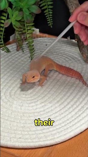 The Inflated Gecko!😨