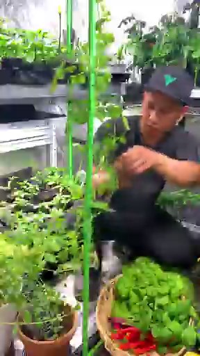 This 8x8 vivosun grow tent helped us grow this much food during Winter and made it possible for us garden 365 days in a year. #growfood #gardening #indoorgarden #fbreelsvideo #sponsored | Plantedinthegarden