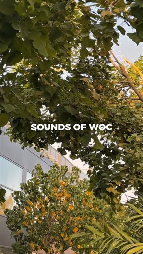 Walk Of Cairo - WOC on Instagram: "Close your eyes and listen — this is what Walk of Cairo feels like. 🌿"