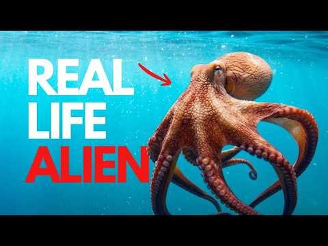 Nothing About Octopuses Is Normal… Here’s Why