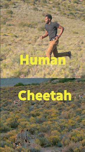 Anthony vs Cheetah?