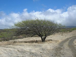 Prosopis pallida - Alchetron, The Free Social Encyclopedia
