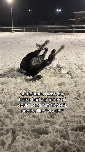 Connecting with Your Horse: A Fun Perspective