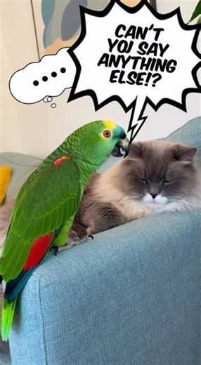 Parrot Surprises Cat With Funny Meow