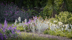 Plant Models Vol 135 - Maxtree