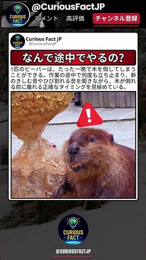 ビーバーの作業、思ってたより慎重だった