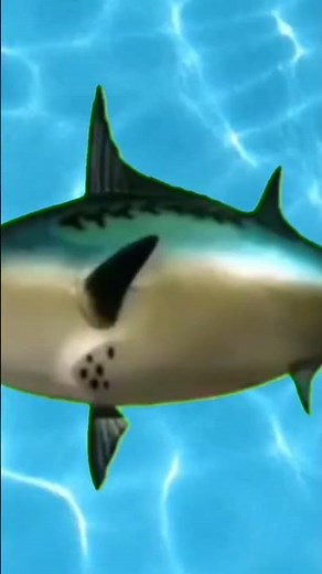 SpongeBob SquarePants Intro