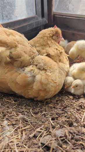 Mama Hen teaching her chicks how to dust bathe 💕 #chickens #homestead | Mountain Spring Homestead