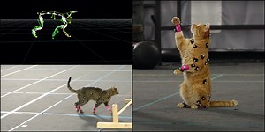 Digitizing Cats with Photoscan & MoCap Tech