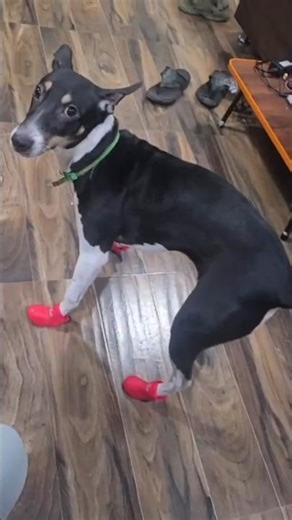 End Tak zaroor dekhna 🫢🤣🤯 #shorts #youtubeshorts #funny #pets