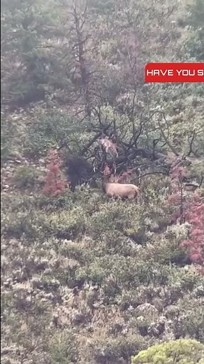 ELK VS. MOUNTAIN LION! Incredible Footage!