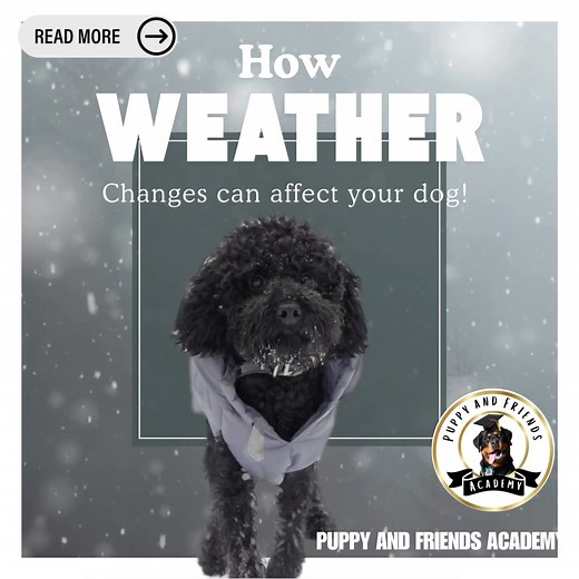 How Weather Changes Can Affect Dog Behaviour! Dogs often become...