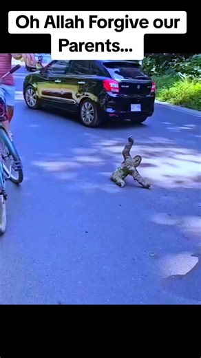 Sloth Swimming and Fighting: A Funny Animal Compilation