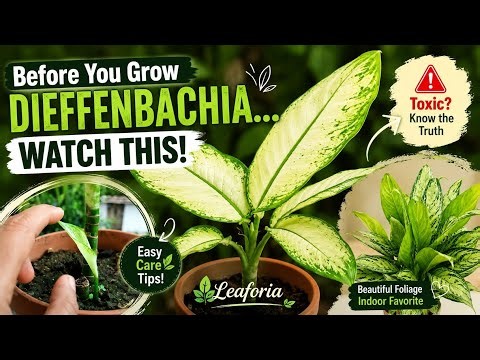 Dieffenbachia plant care by leaforia learnings.