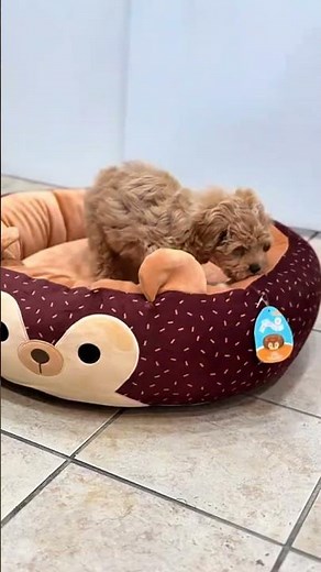🧡 Just Puppying Around! Cute Cockapoo Puppy Playtime | Waggles Roanoke 🐾