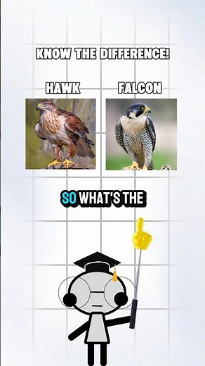 HAWK VS FALCON EXPLAINED!